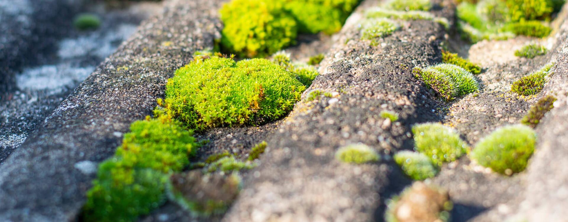 Traitement Anti-Mousse pour Toiture dans le Morbihan