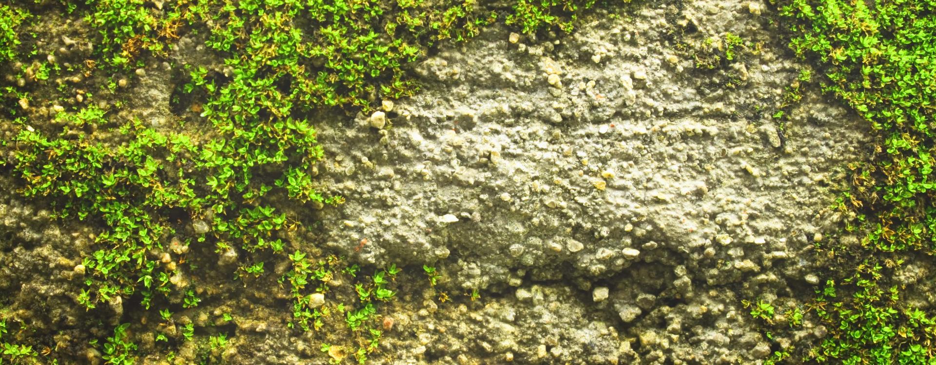 Traitement Anti-Mousse pour Façades